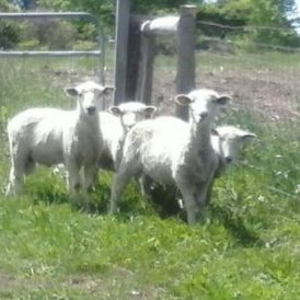 Raising Sheep Again 20 Years Later Image